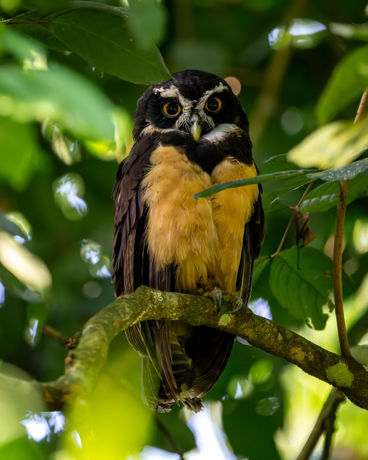 Tours regular de Flora y Fauna
